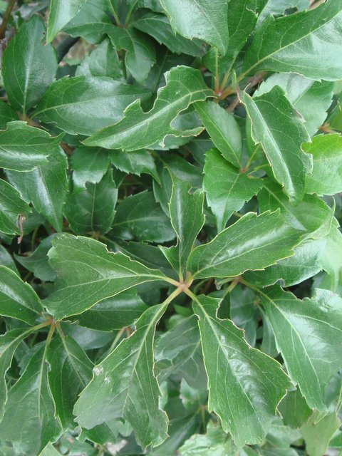 Parthenocissus quinquefolia feuille